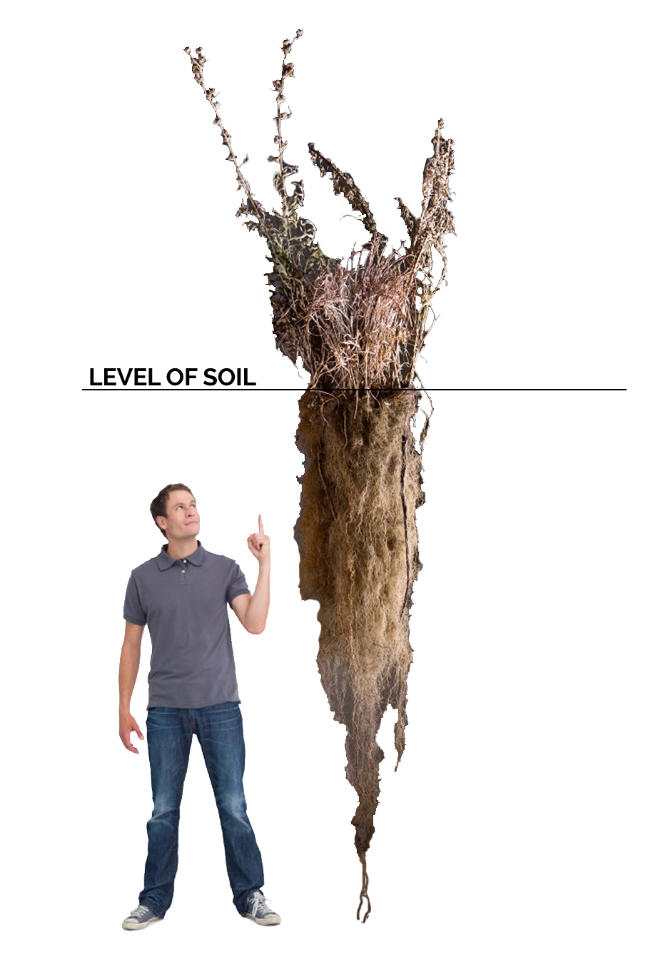 man compared to root depth