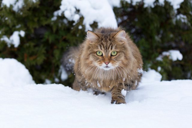 cat snow