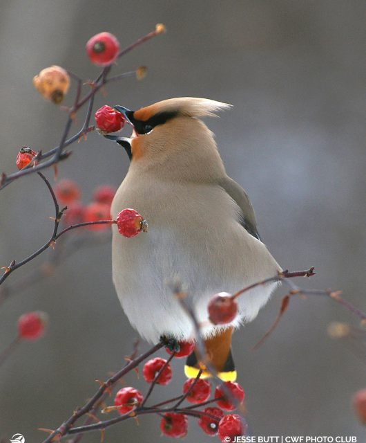 Native shrubs provide the perfect fruit for our birds