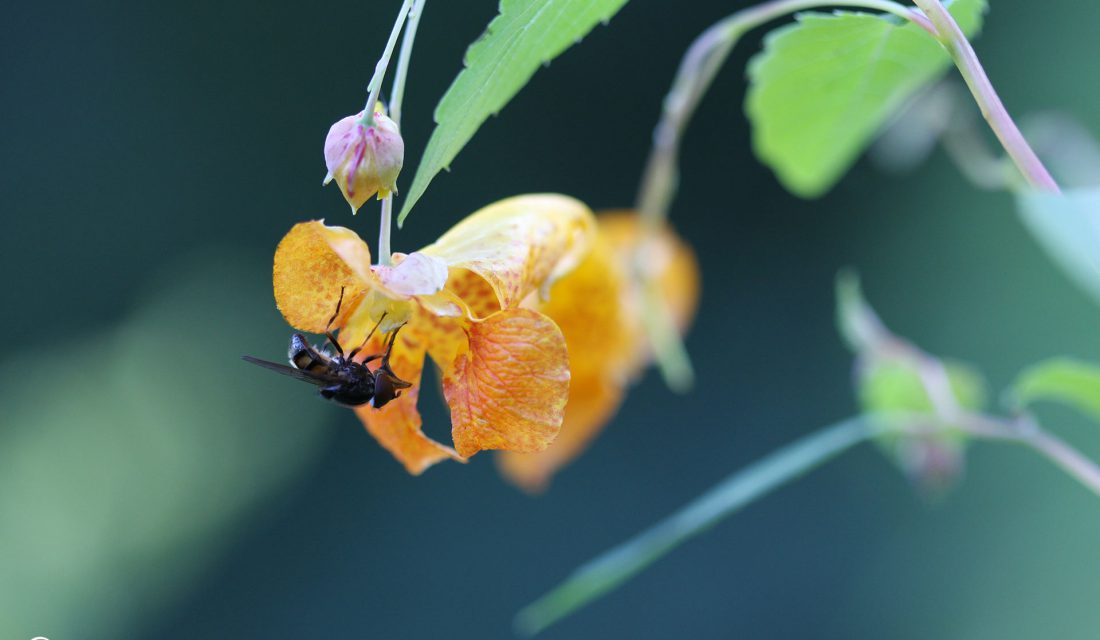 Pollinating fly on a Spotted Jewelweed flower. This plant can help prevent poison ivy rashes.