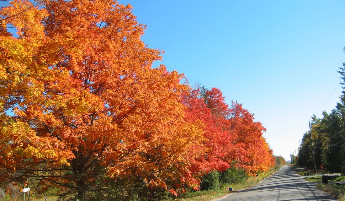 Our native maples, as shown here, can support far more biodiversity than the non-native and invasive Norway Maple