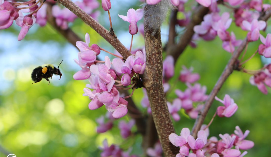 bumblebee spring pink flower sarah coulber