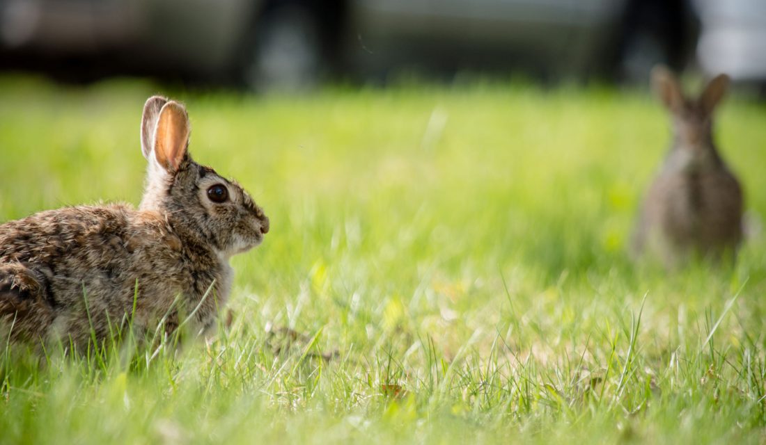 rabbits