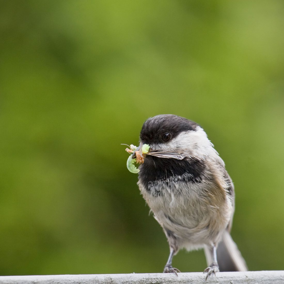 chickadee