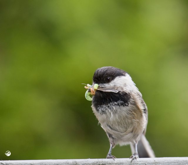 chickadee