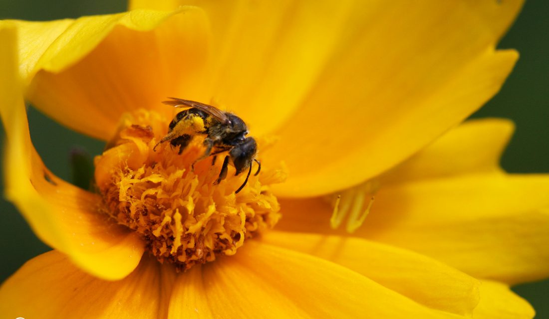 Solitary bee and spider on a native coreopsis flower