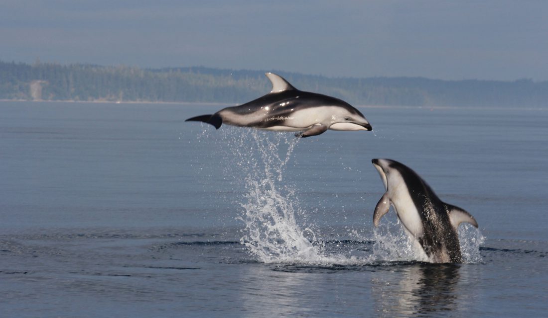 Dolphins are another marine mammal who are changing their tune. 