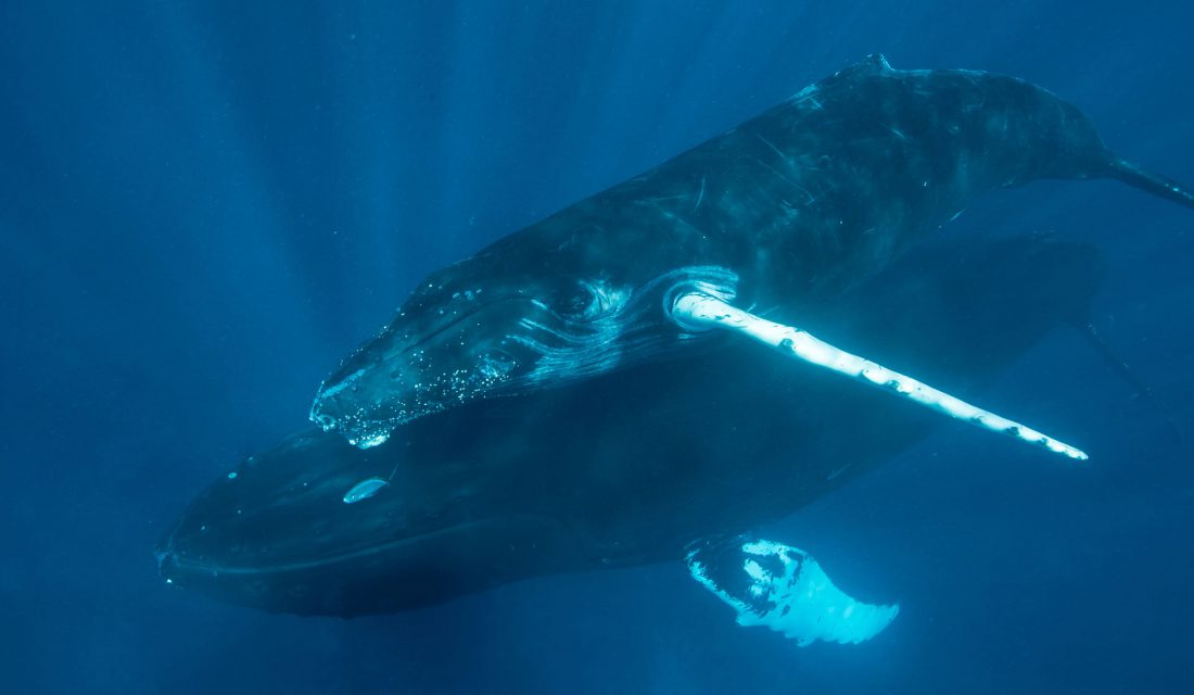 we don’t yet know how noisy ships affect the behaviour of females or calves who vocalize 