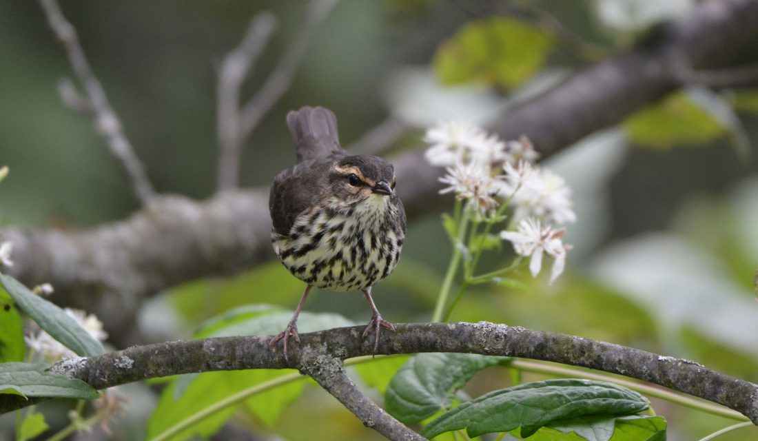 northern thrush