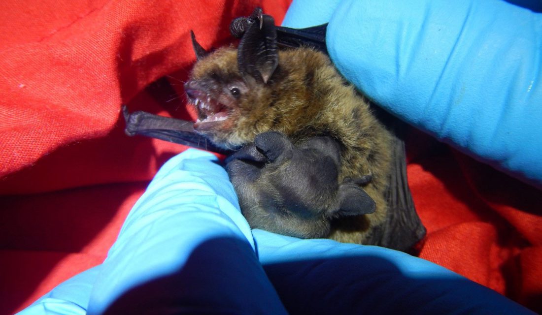 nursing bat