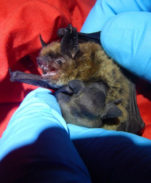 nursing bat