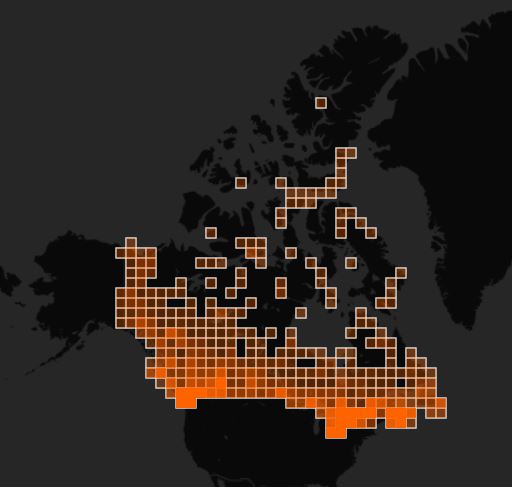 Observations made in Canada on iNaturalist