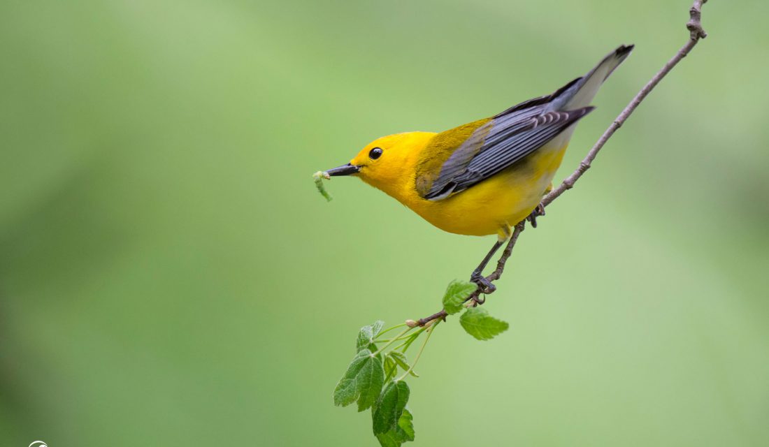 Prothonotary Warbler with caterpillar