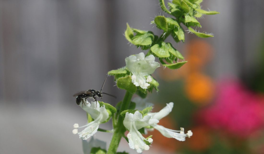 Solitary bee on a basil flower