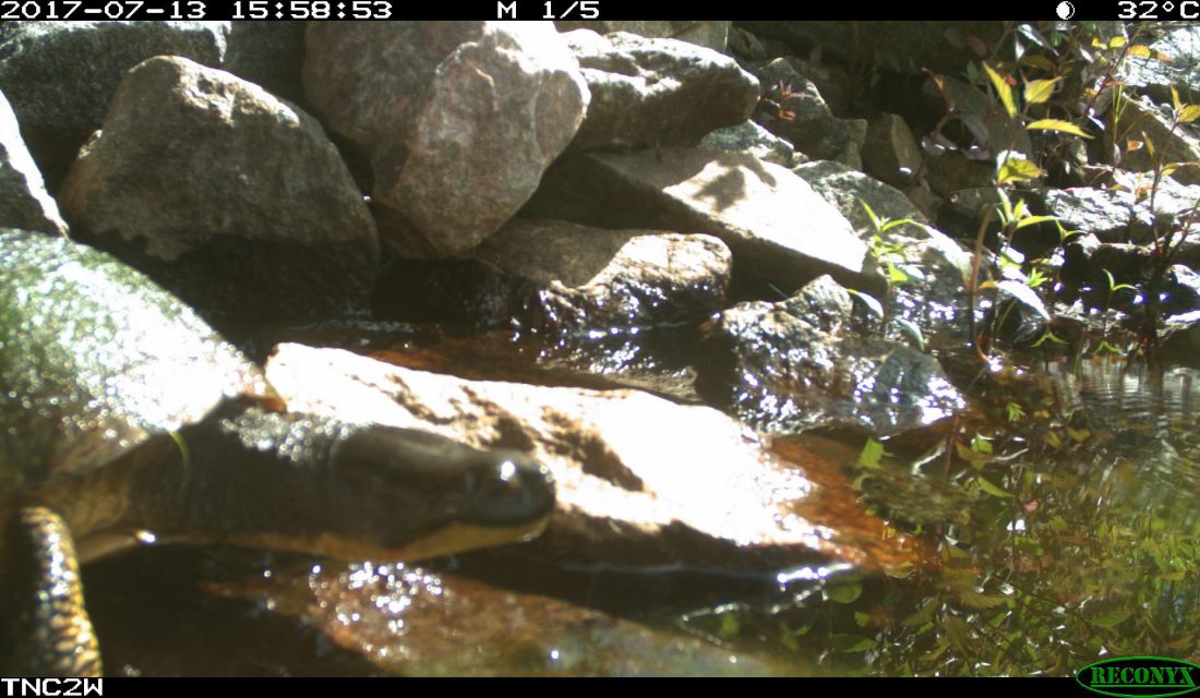 Trail camera photo of a Blanding’s Turtle exiting from a culvert under a road. Photo credit: Eco-Kare International and the Ontario Ministry of Transportation