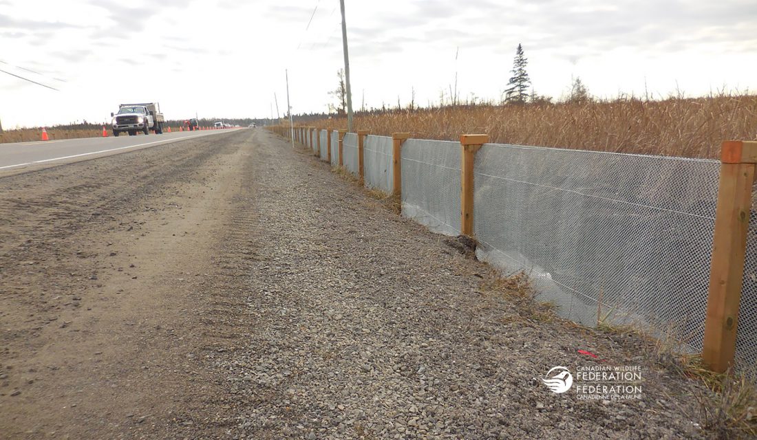 Turtle fencing installed along the major hotspot CWF documented south of Ottawa.