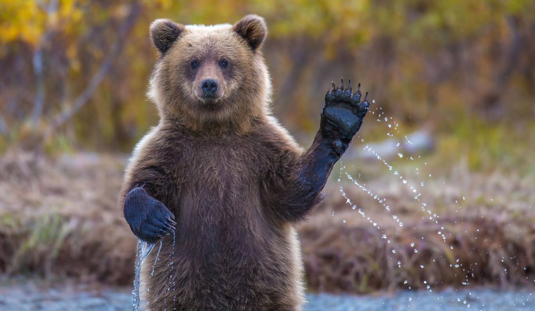brown bear waving