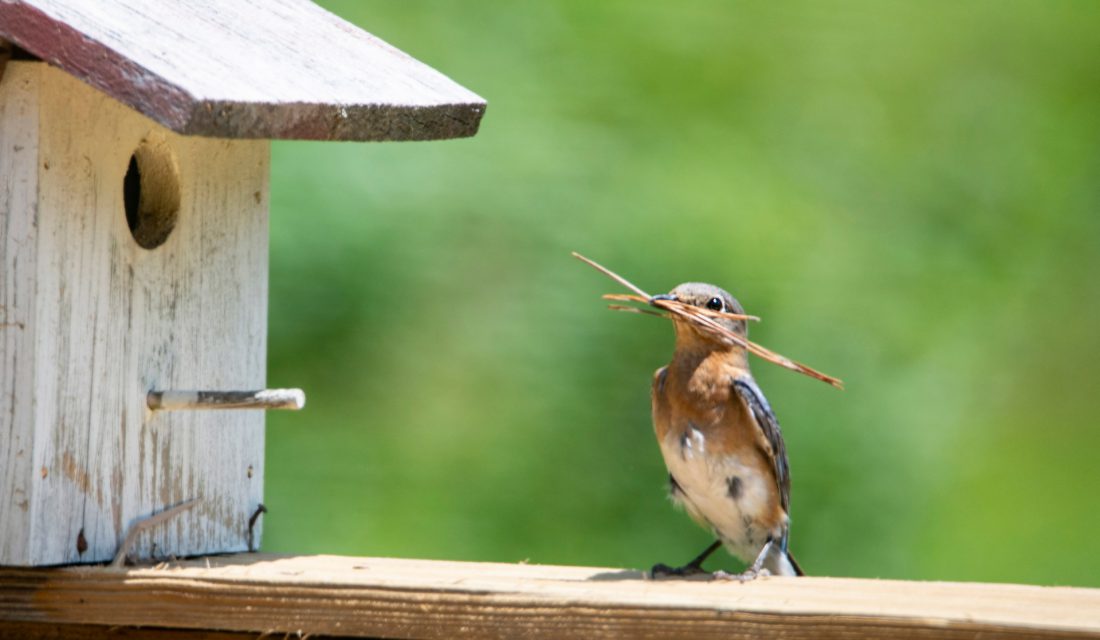 female bluebird bird house