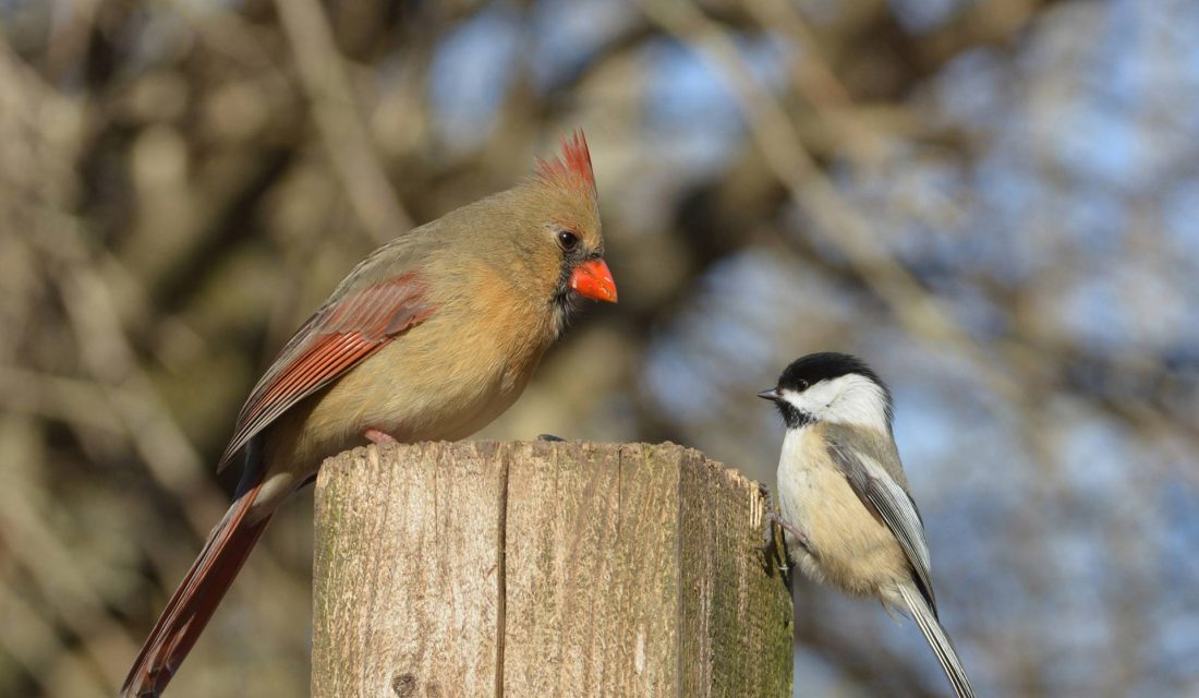 cardinal and chickadee