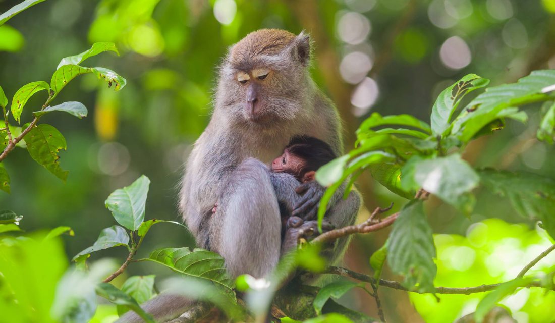 Crab-eating Macaques have become so dependent on people feeding them that now when tourism has been halted, they are no longer self-sufficient.