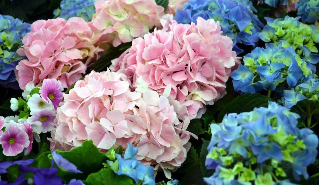 mophead hydrangea