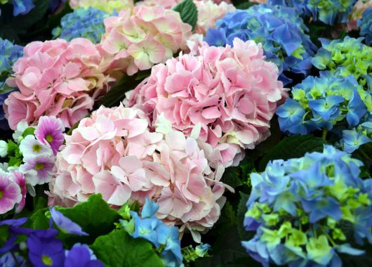 mophead hydrangea