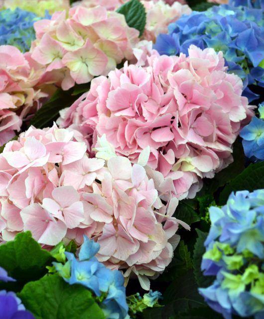 mophead hydrangea