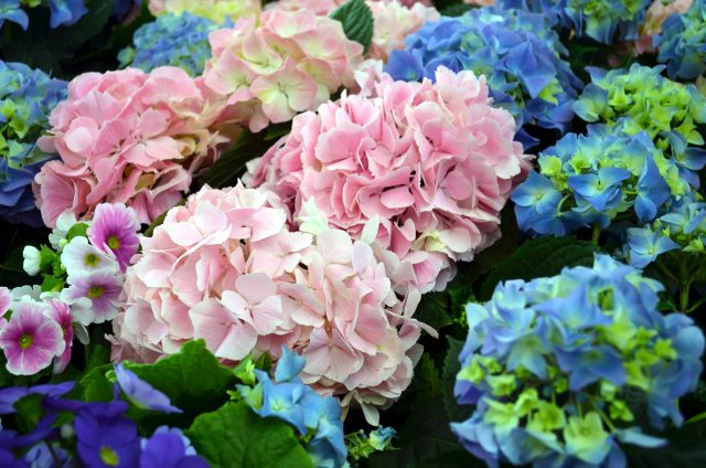 mophead hydrangea
