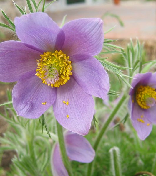 pasque flower by sarah coulber