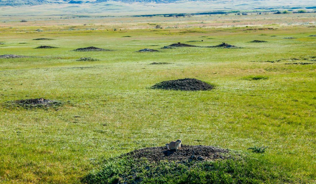 prairie-dog town