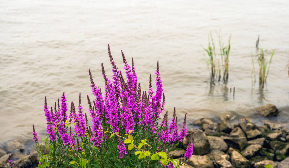 purple loosestrife invasive species