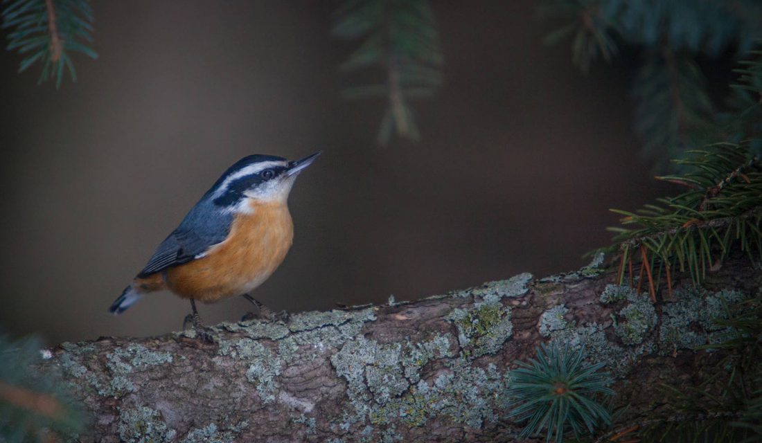 Even in winter, an evergreen continues to provide shelter.