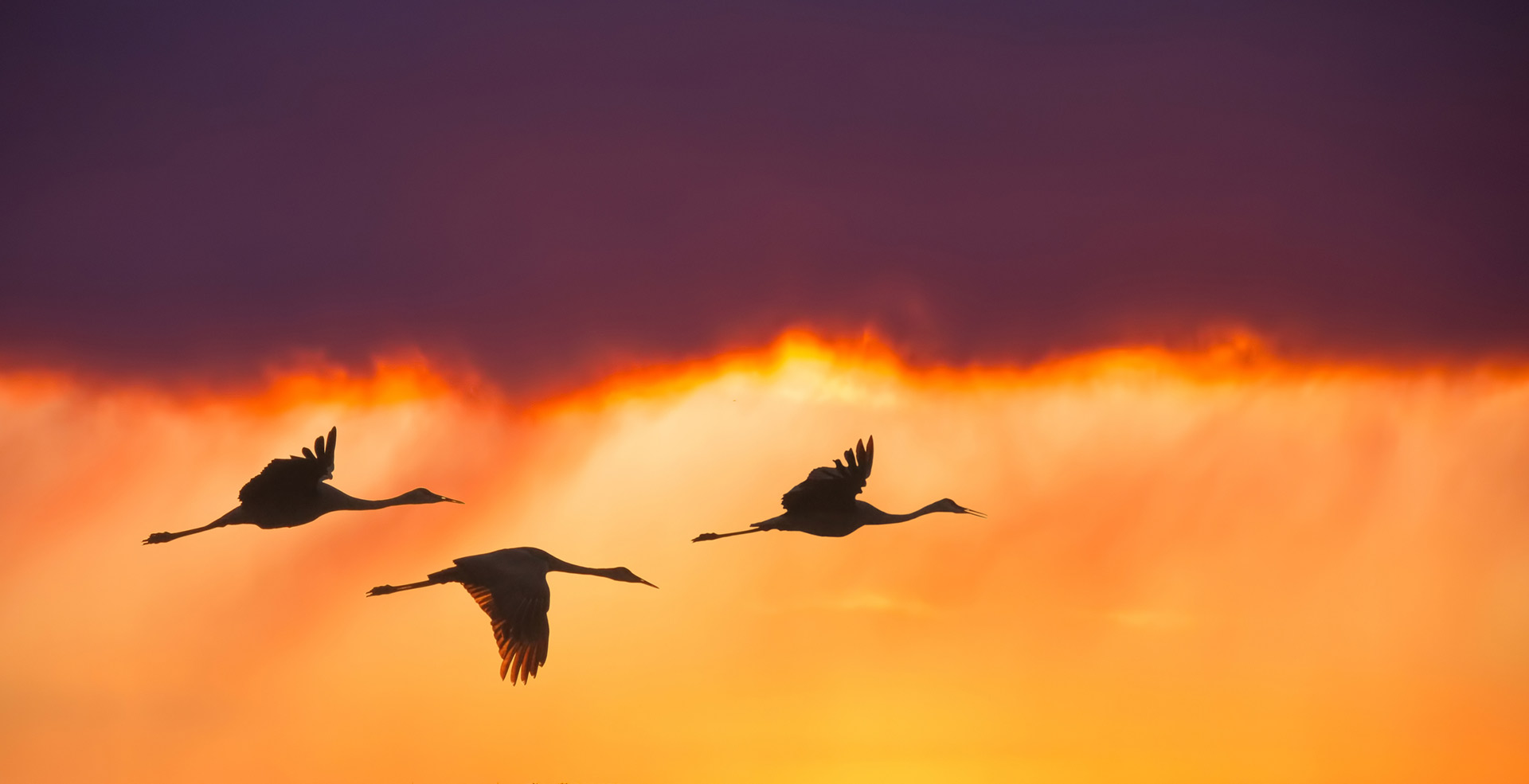 Oiseaux Migrateurs En Plein Vol Your Connection To Wildlife