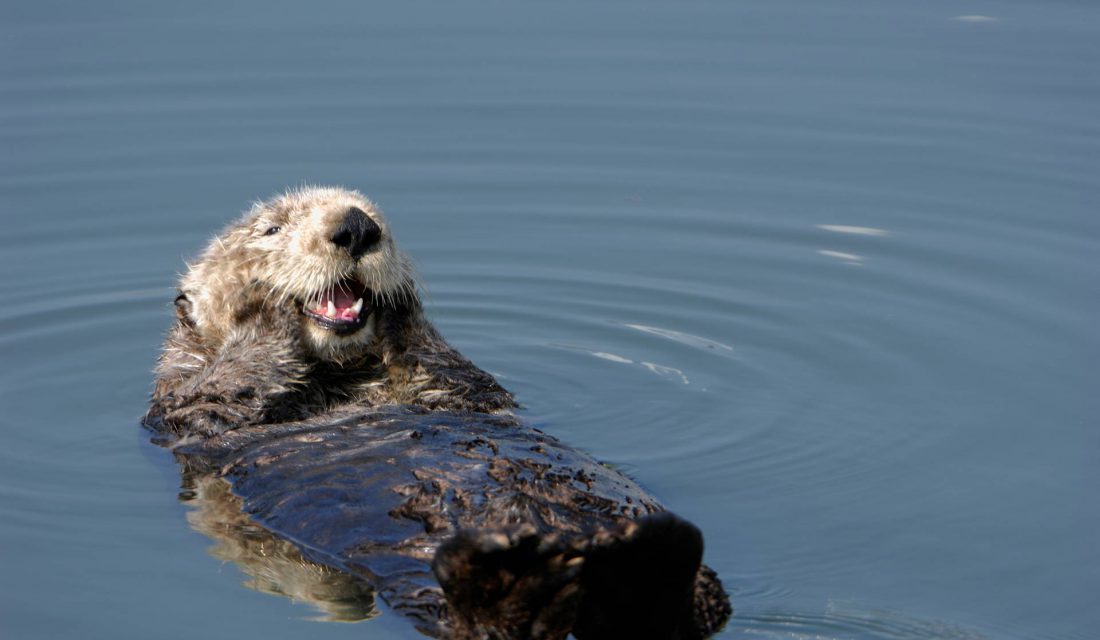 sea otter