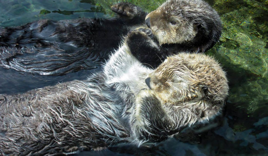 sea otters holding hands