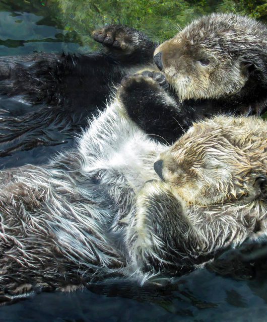 sea otters holding hands