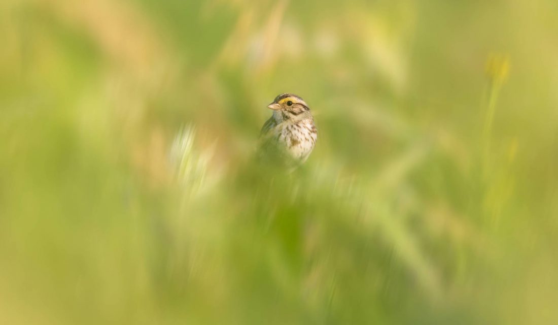 Leaving the grass in a section or corner of your yard to grow tall provides ideal shelter for many bird species.