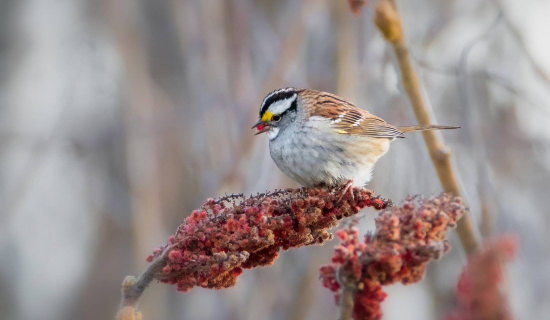 A variety of shrubs is a great way to help our feathered friends.