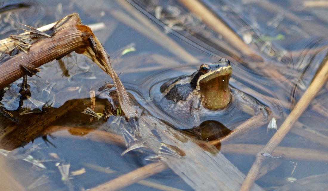 Western Chorus Frog © Annie Langlois