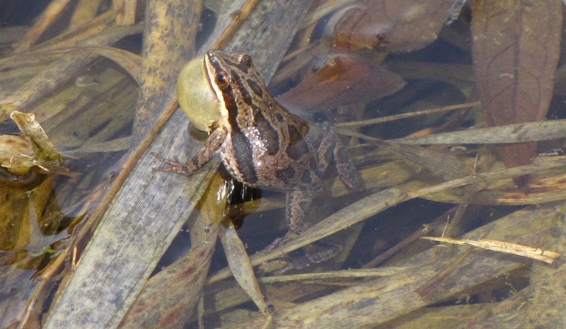 © Christine Hanrahan western chorus frog