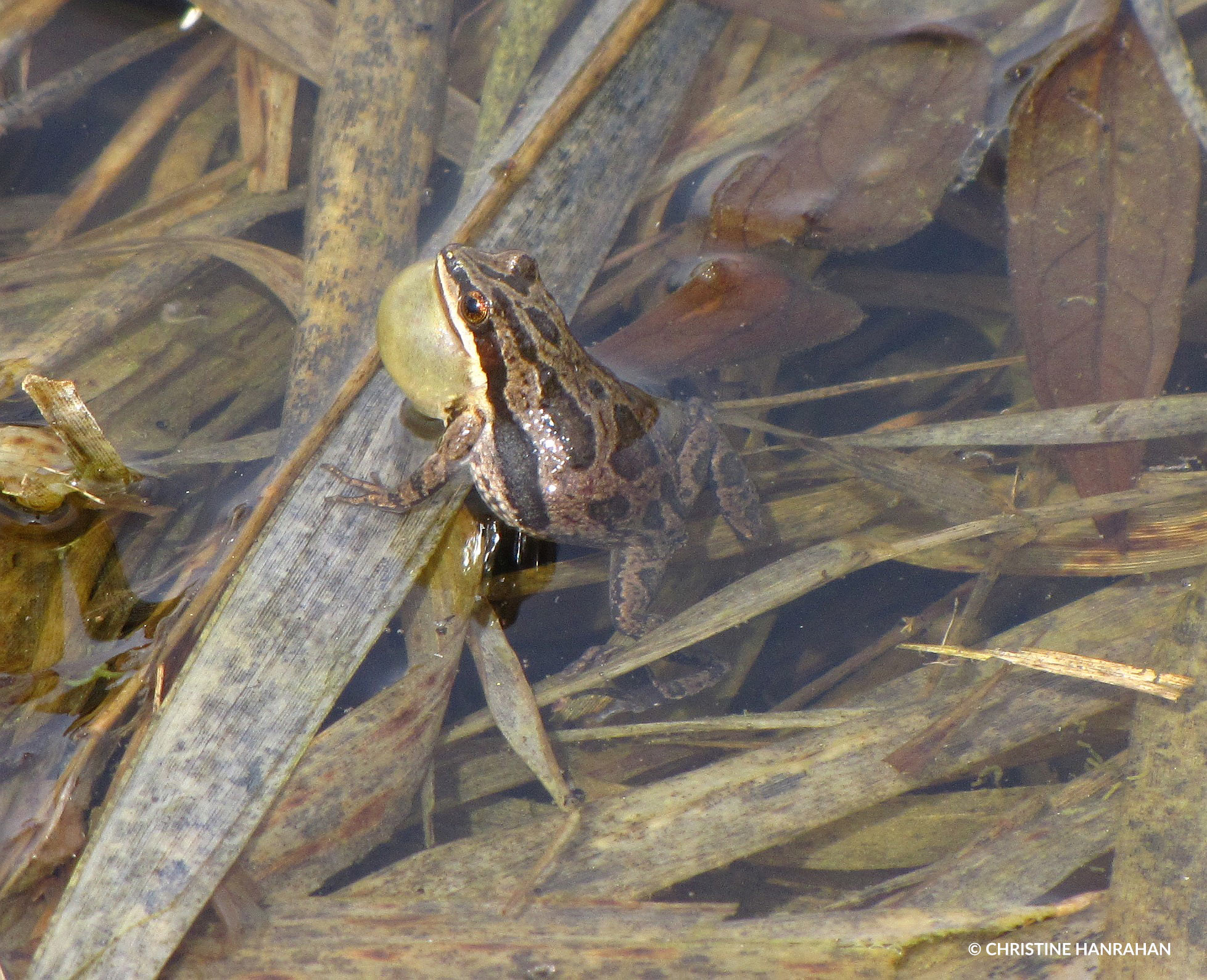 © Christine Hanrahan western chorus frog