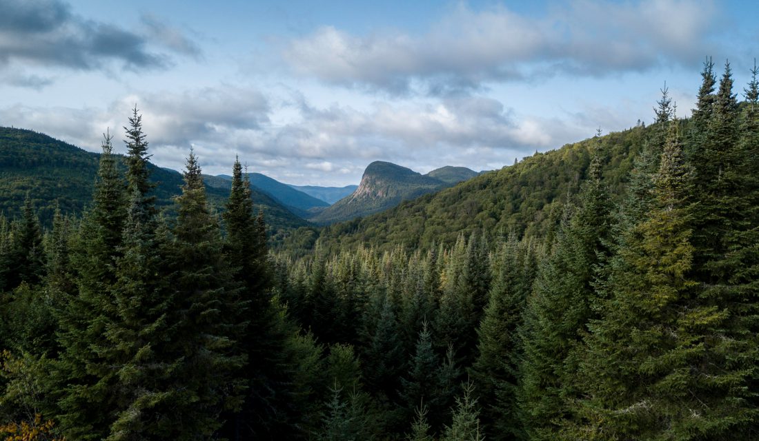 boreal forest