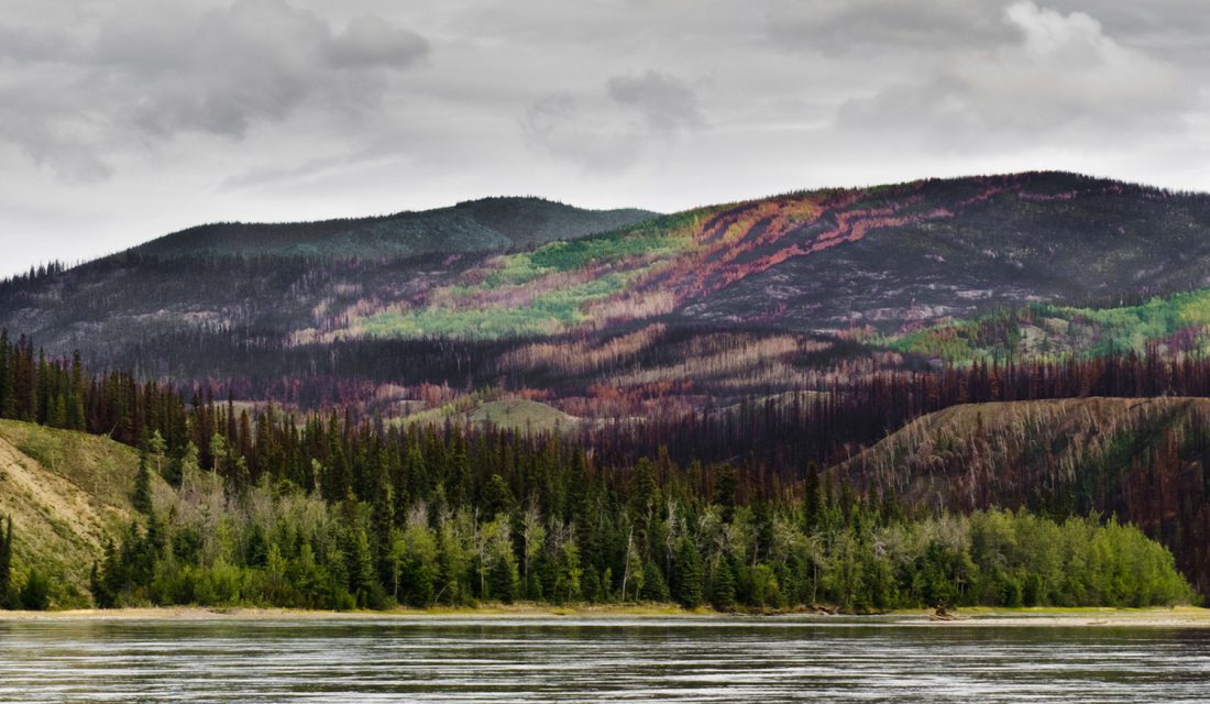 Yukon valley after a fire