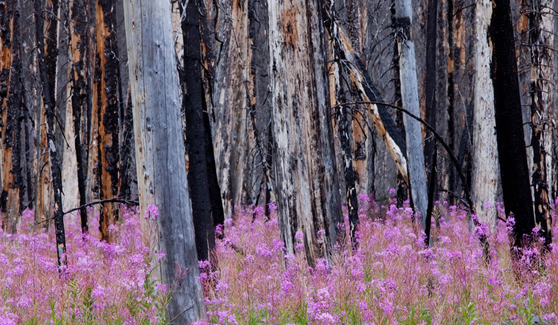 fireweek blooming in burnt forest