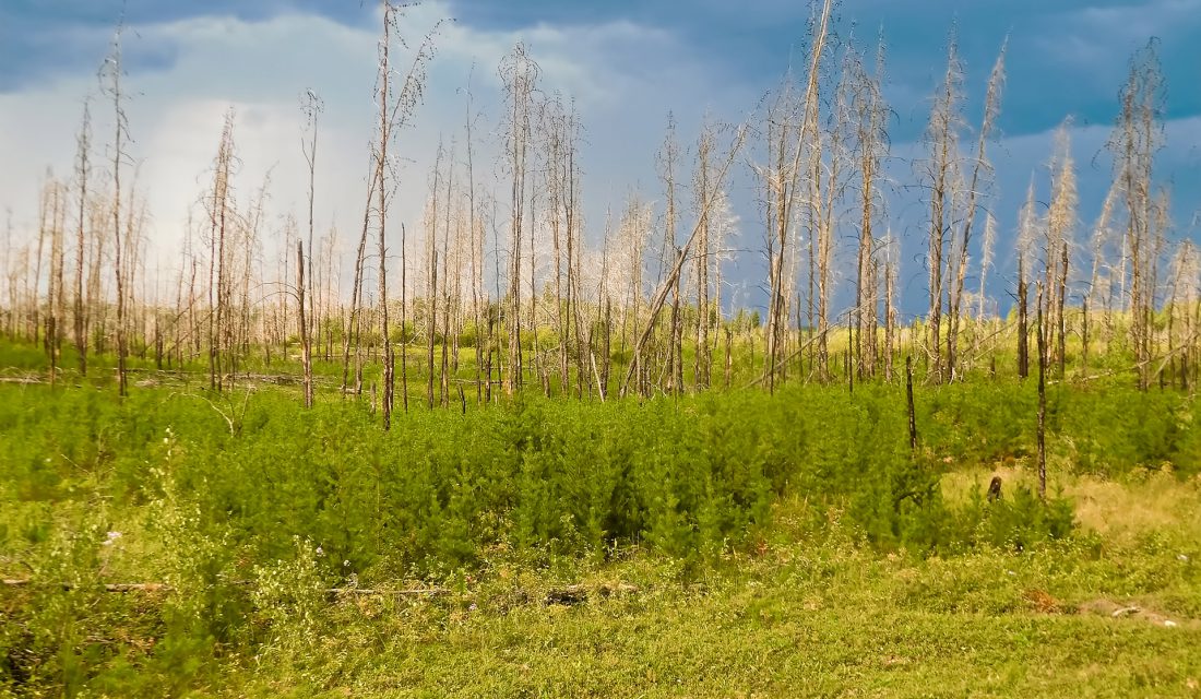 tree regrowth after fire