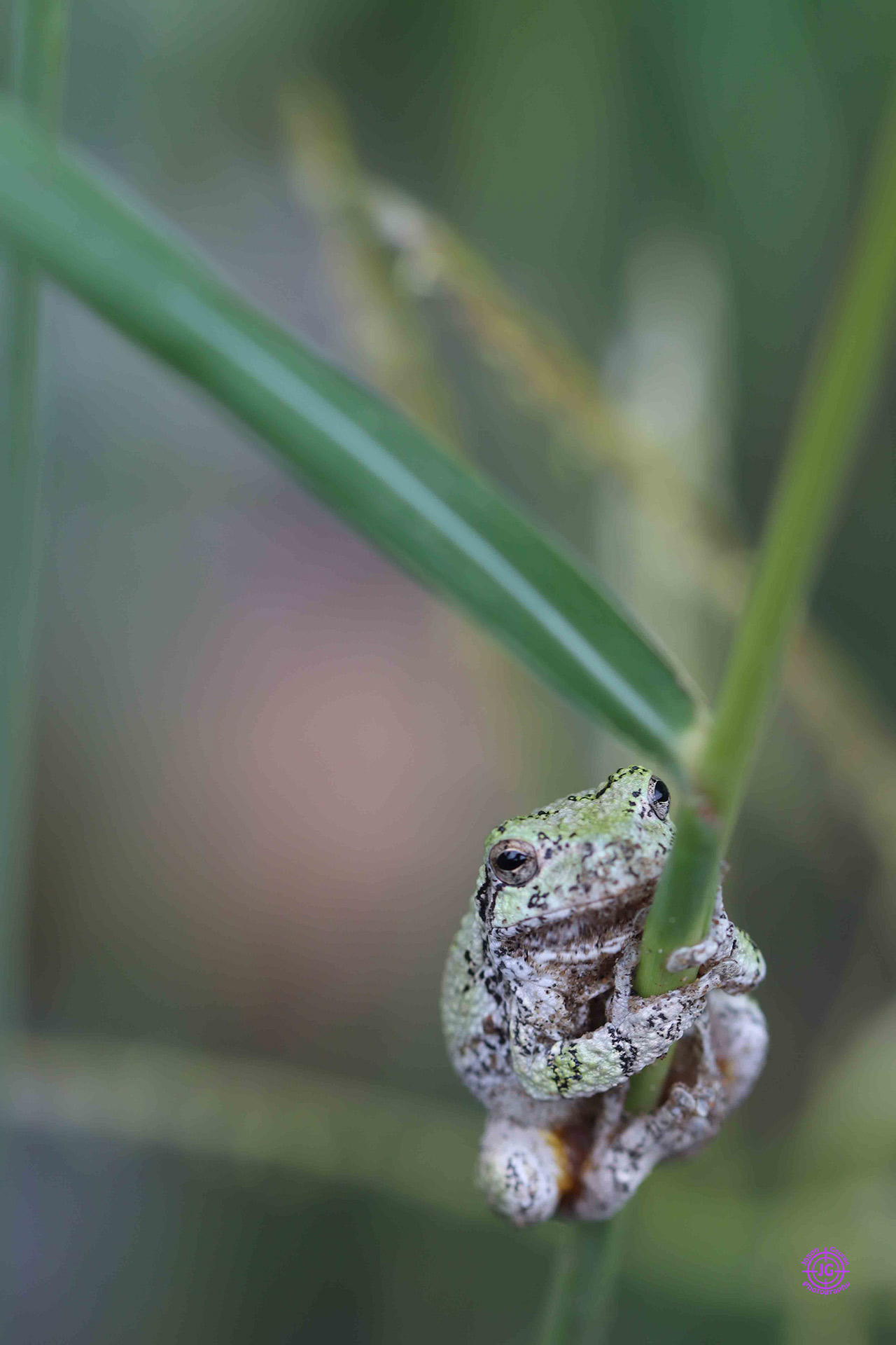 tree frog