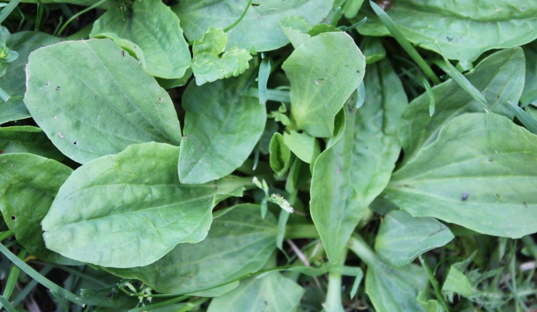 Plantain plant ©Sarah Coulber