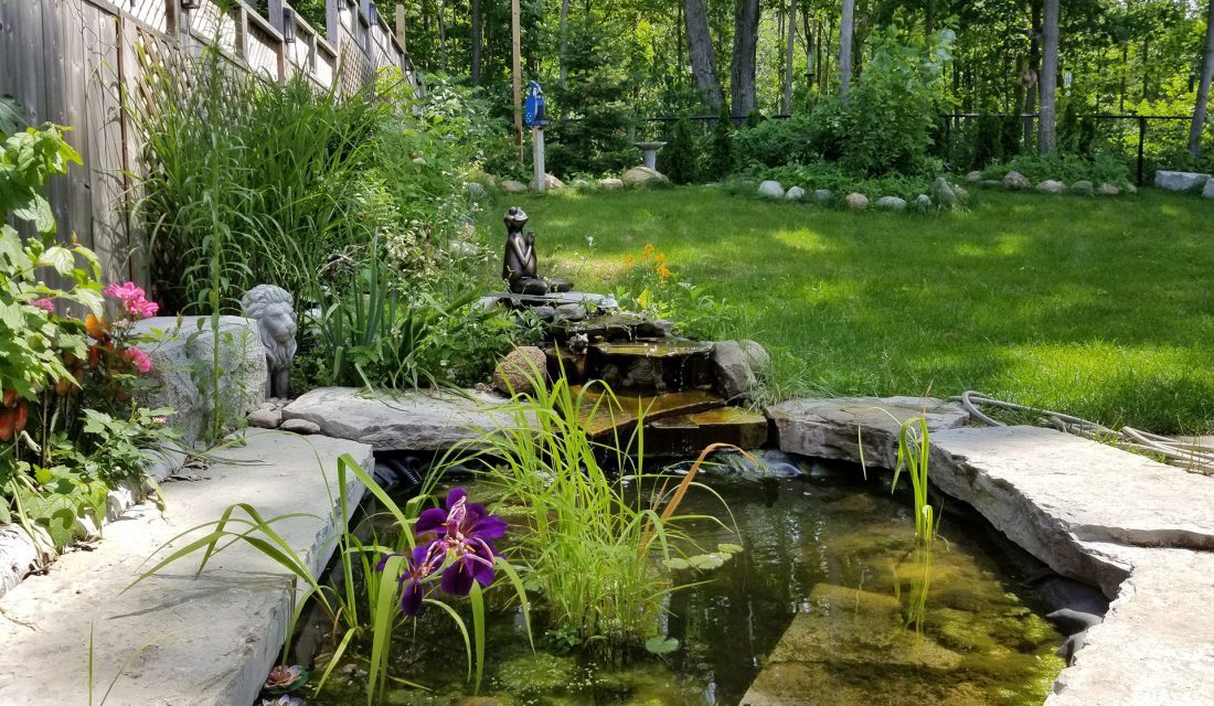 wildlife-friendly pond