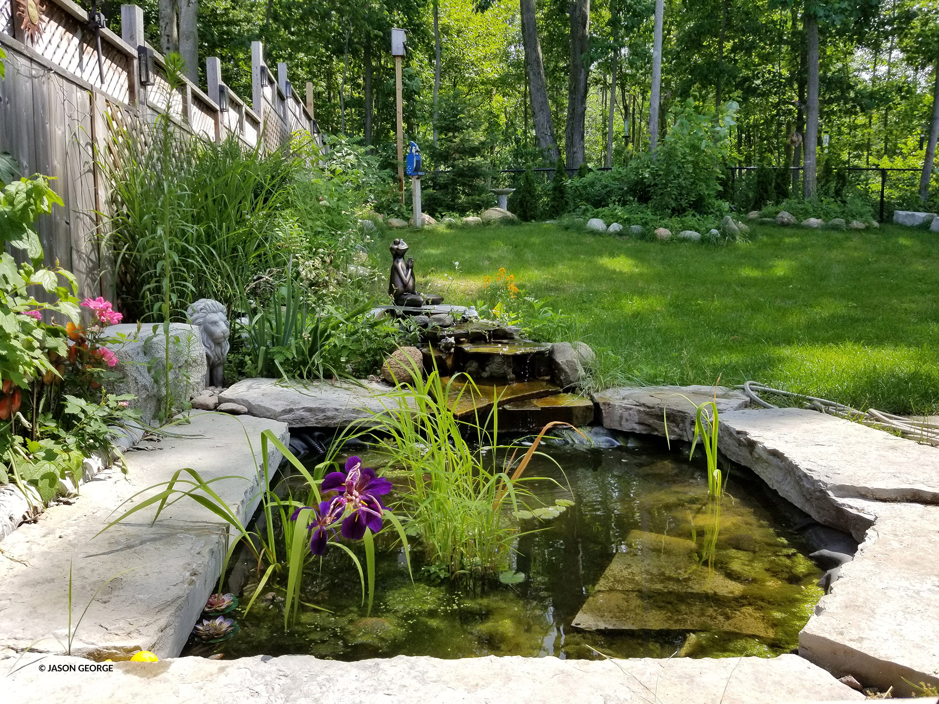 Backyard Sanctuary Oasis For Wildlife Photographer Your Connection To Wildlife