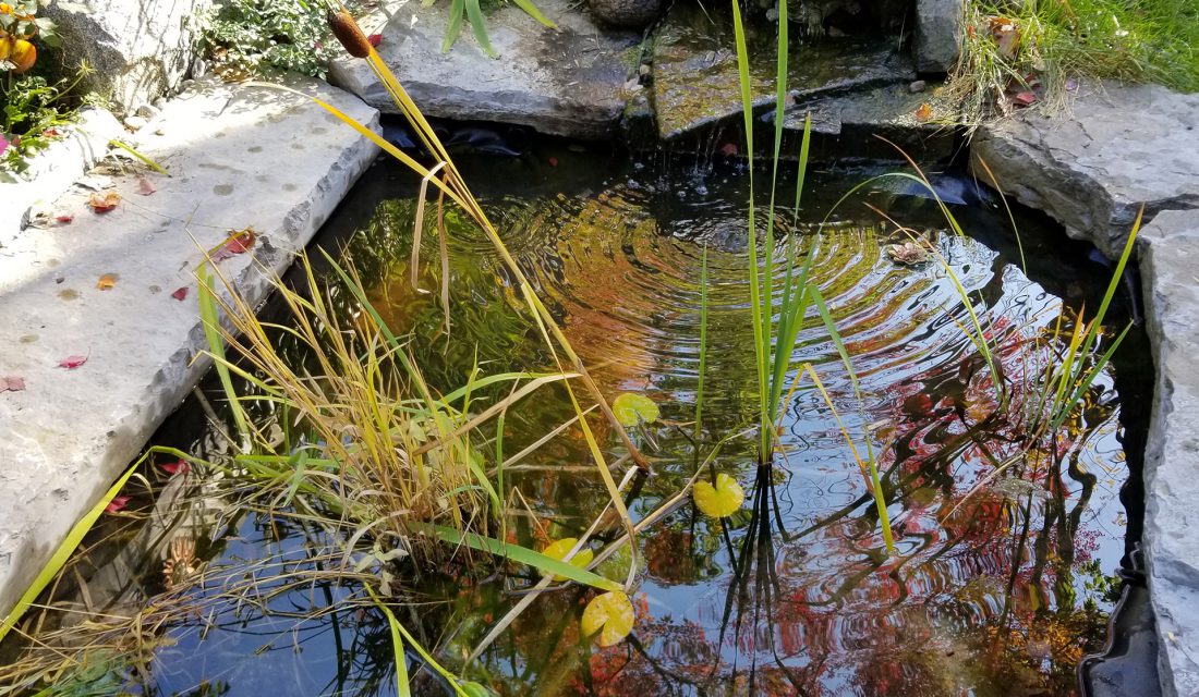 wildlife-friendly pond